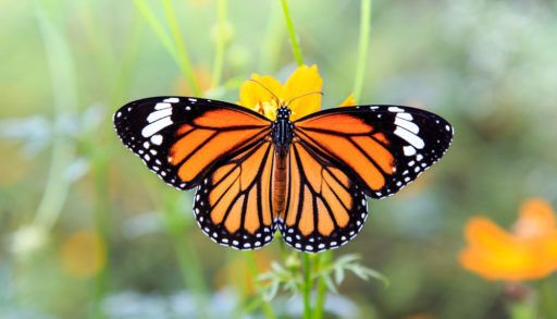 A monarch butterfly on a yellow flower