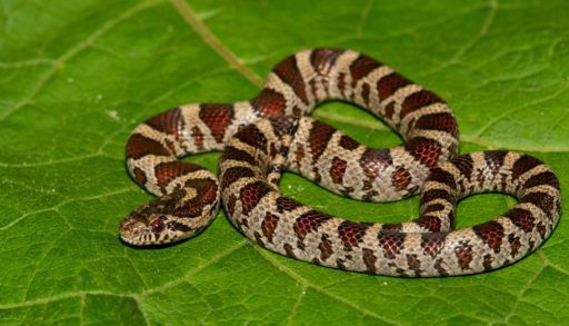 A milk snake coiled against a leaf background