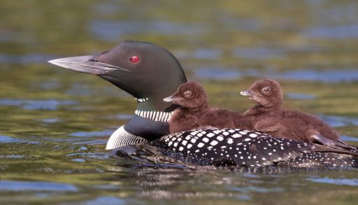 loon and chicks