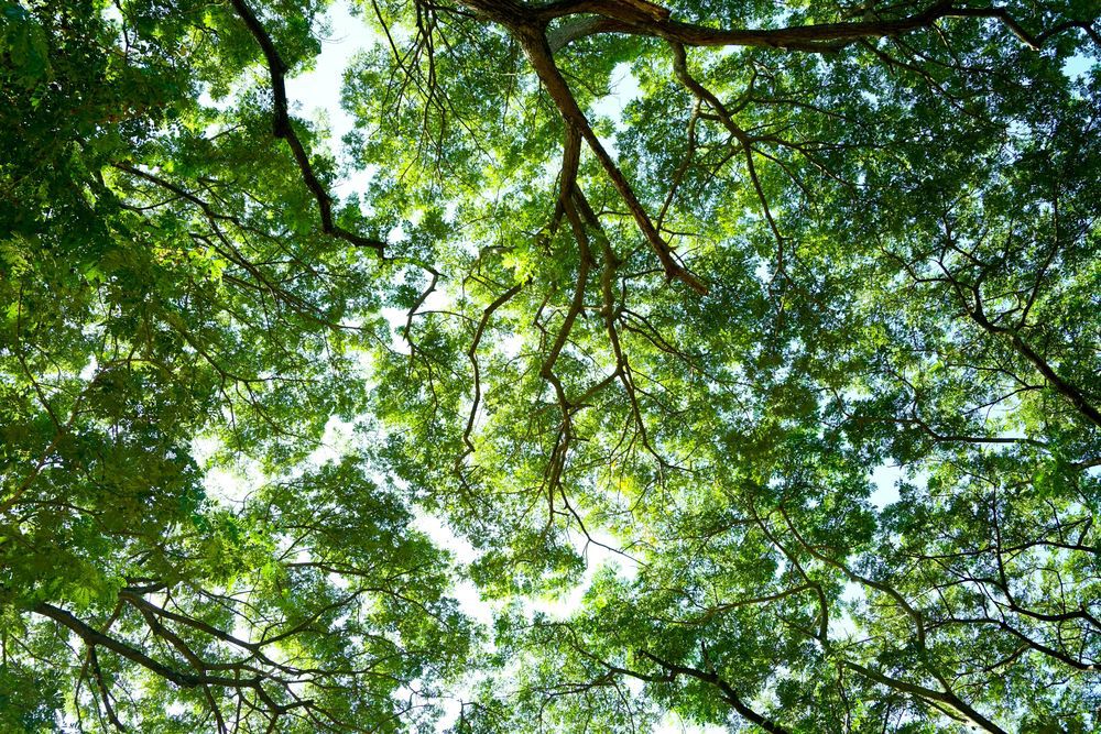 Spring Sun Shining Through Canopy Of Tall Tree. Sunlight In Deciduous Forest, Summer Nature, Sunny Day. Upper Branches Of Tree With Fresh Green Foliage. leaves