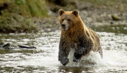 Grizzly bear running through the water