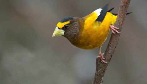 evening grosbeak