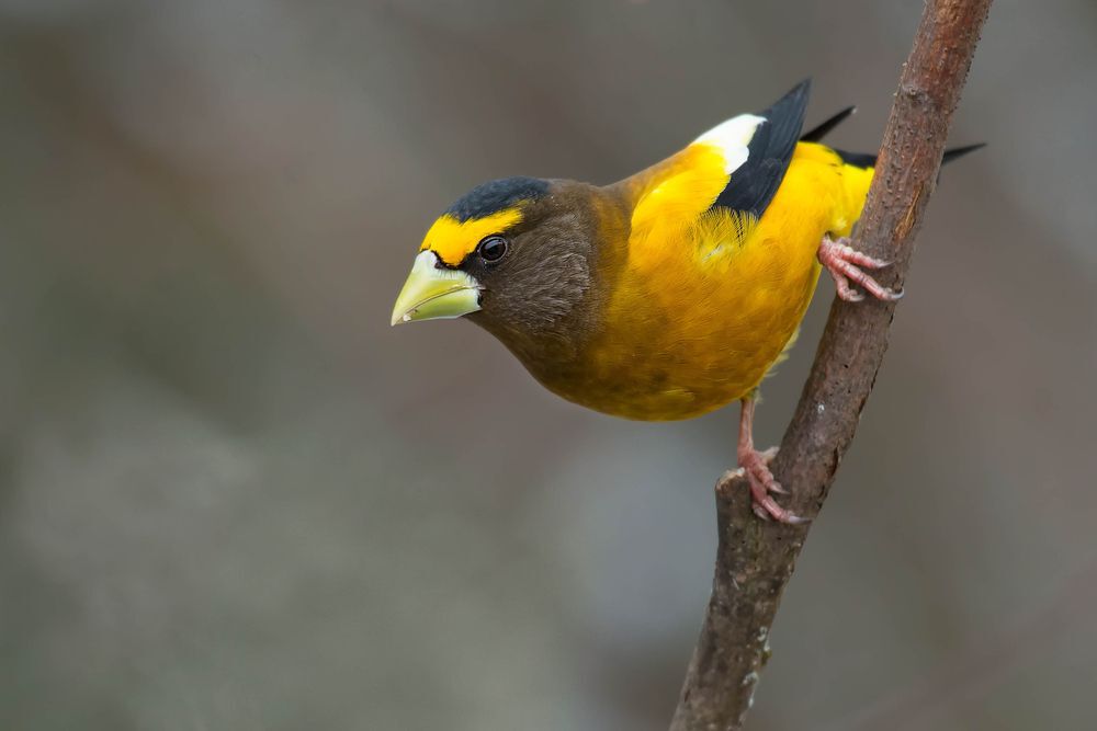 evening grosbeak