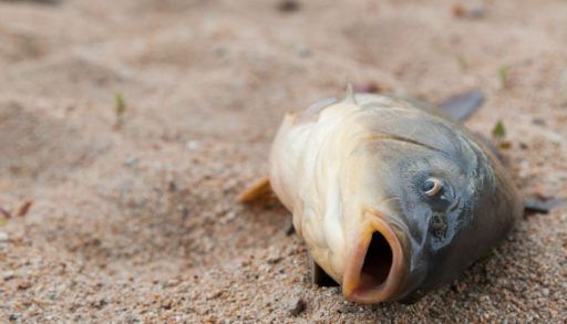 carp on beach