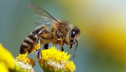 European honeybee on a flower