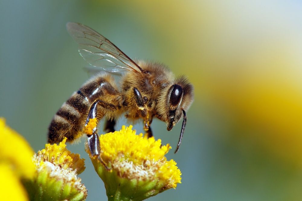 European honeybee on a flower