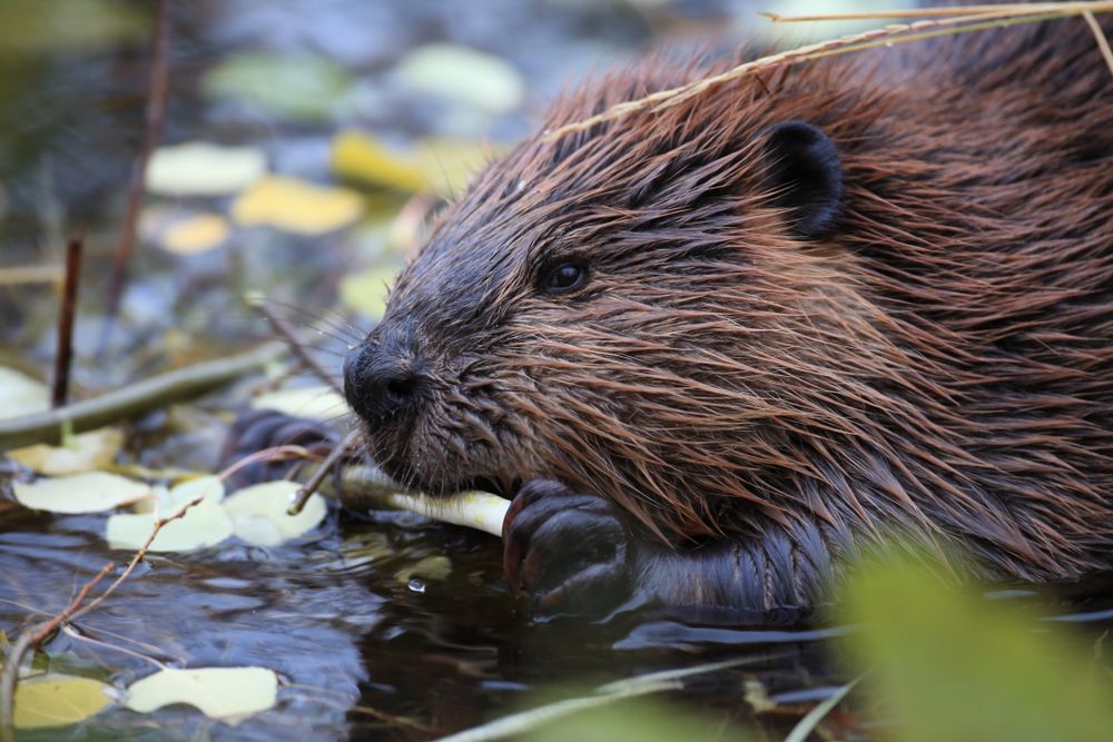 Beaver in Alaska lake