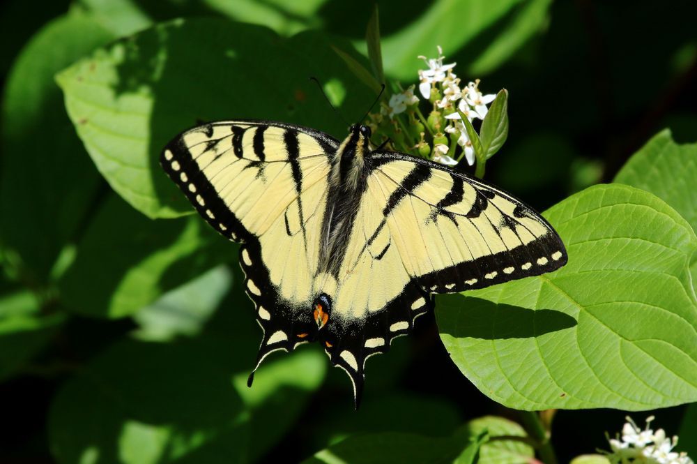 Canadian Tiger Swallowtail butterflies