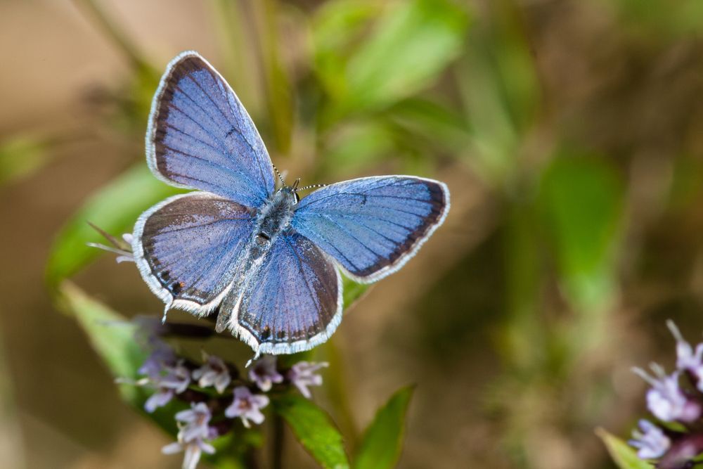 Eastern Tailed Blue butterflies