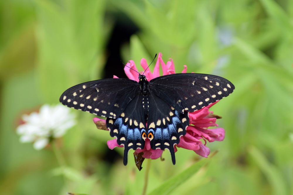 Black Swallowtail butterflies