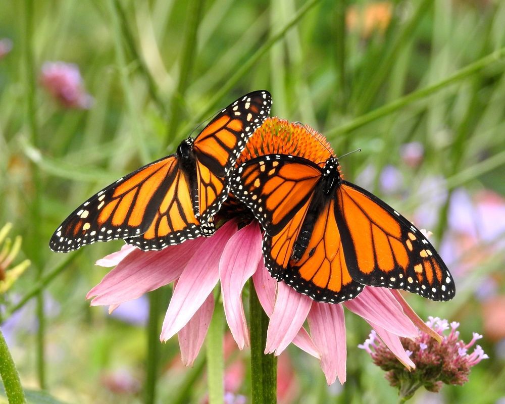 Monarch butterflies