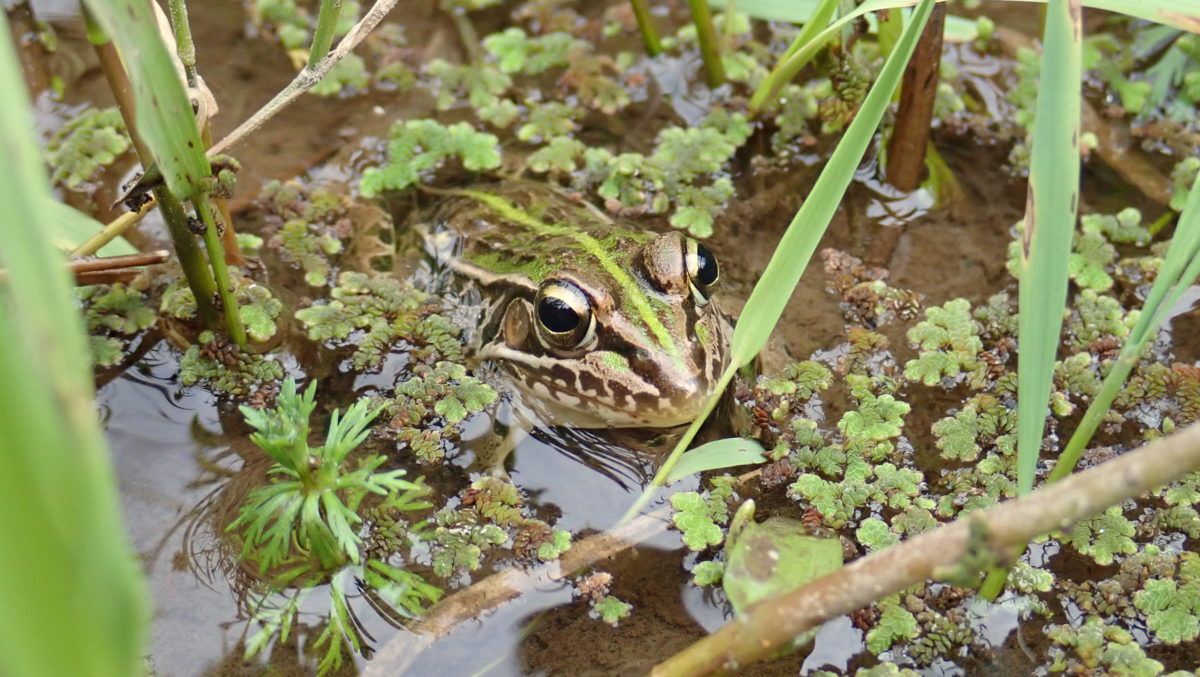 Pelophylax_nigromaculatus