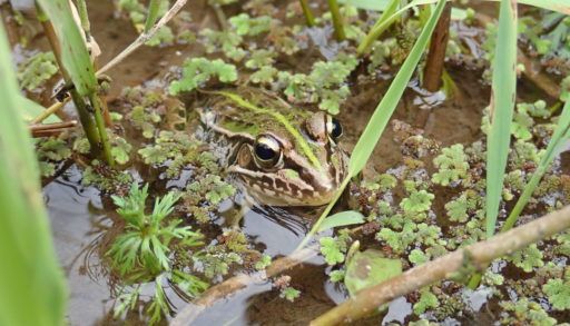 Pelophylax_nigromaculatus