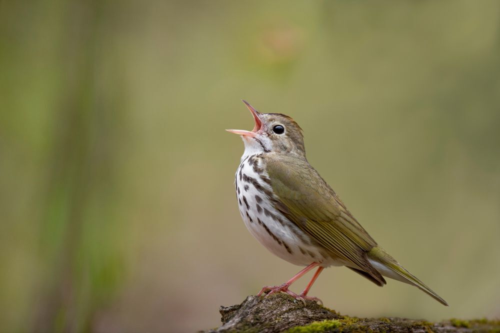 A male ovenbird perched on a log, singing