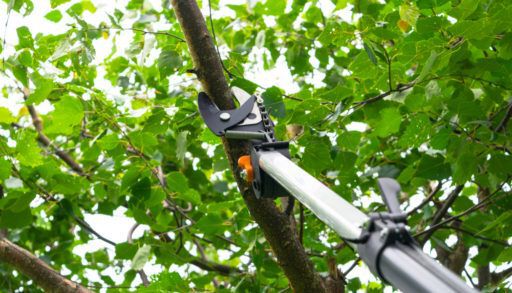 Seasonal pruning trees with pruning shears. Gardener pruning fruit trees with pruning shears. Taking care of garden. Cutting tree branch.