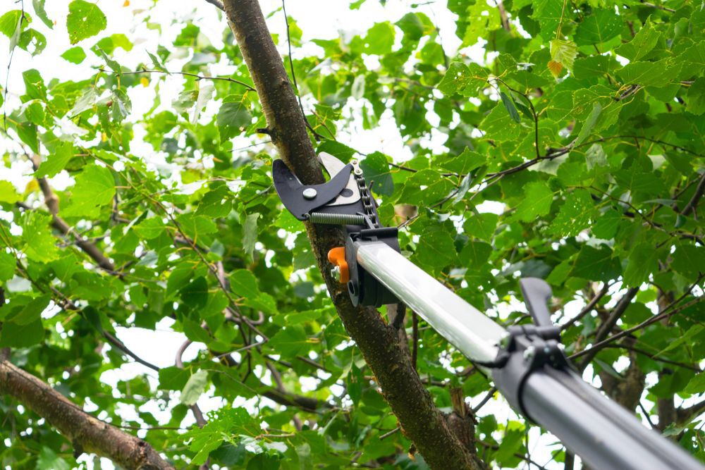 Seasonal pruning trees with pruning shears. Gardener pruning fruit trees with pruning shears. Taking care of garden. Cutting tree branch.