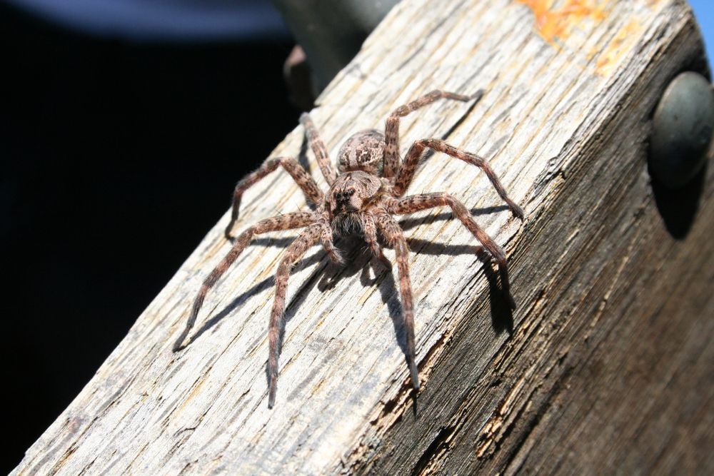 An adult dock spider on a wood board