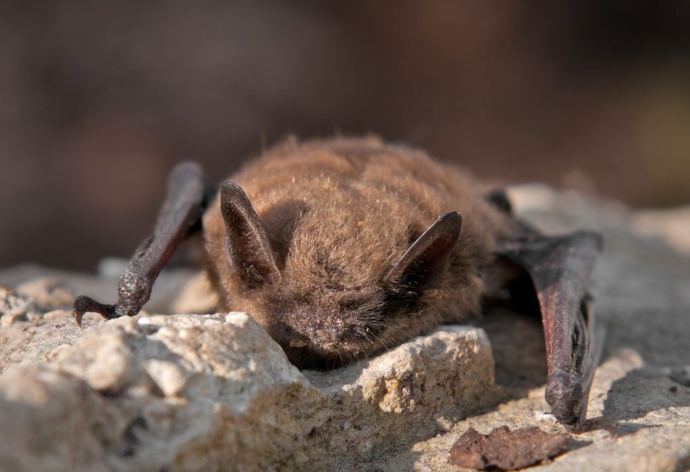 A little brown bat resting on a rock