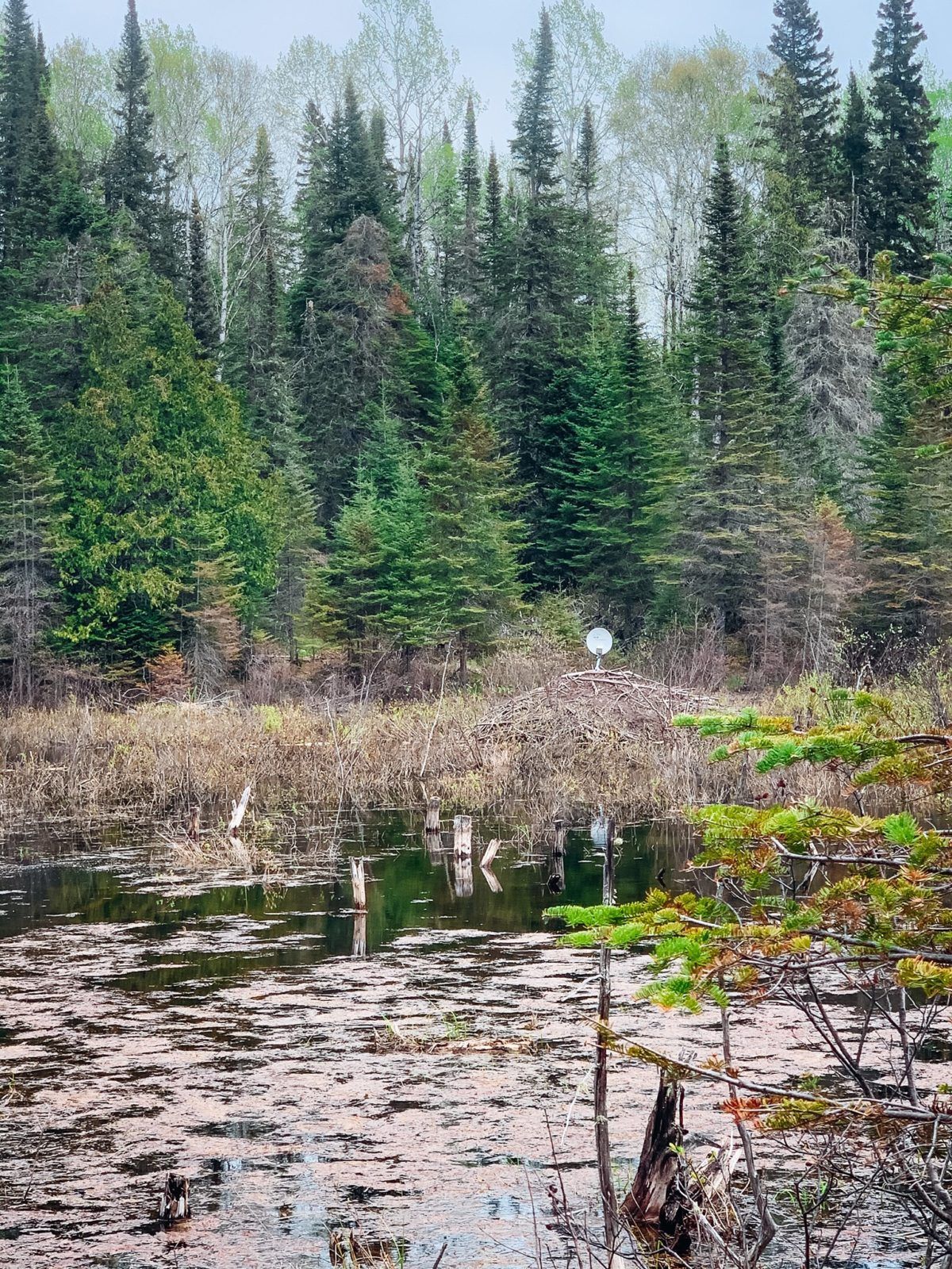 satellite dish and canadian flag resting on top of a beaver lodge