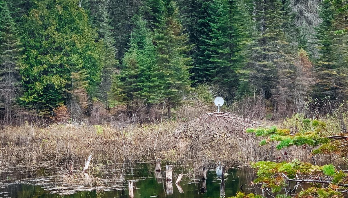 satellite dish and canadian flag resting on top of a beaver lodge