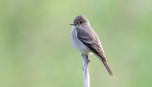Western Wood-pewee flycatcher