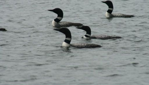 Four loons grouped together on the lake