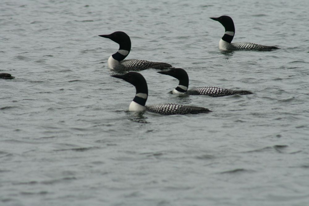 Four loons grouped together on the lake