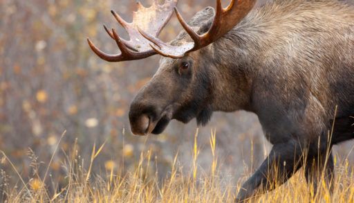 A bull moose walking through the tall grass