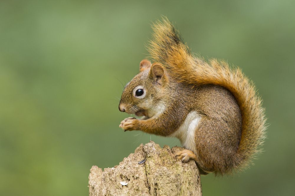A red squirrel perched on a post against a green background
