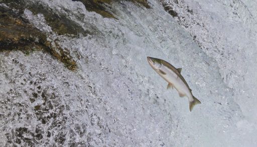 Chinook salmon leaping up a waterfall