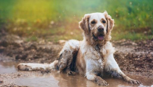 A golden retriever dog lying in a mud puddle