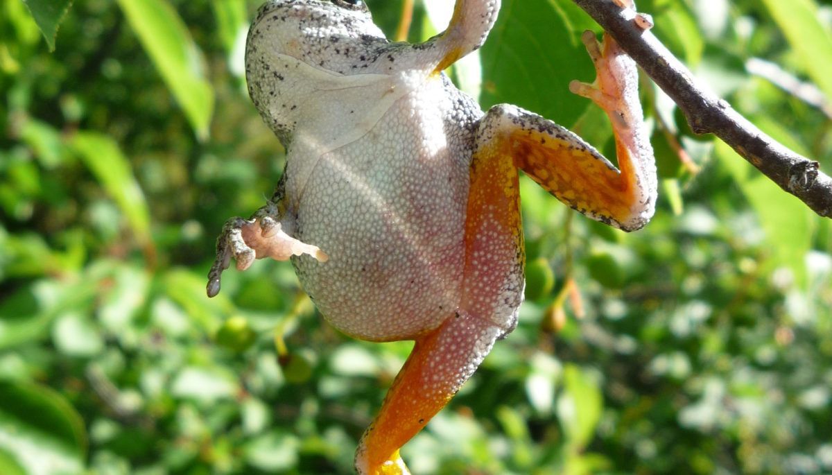 frog hangs from a branch