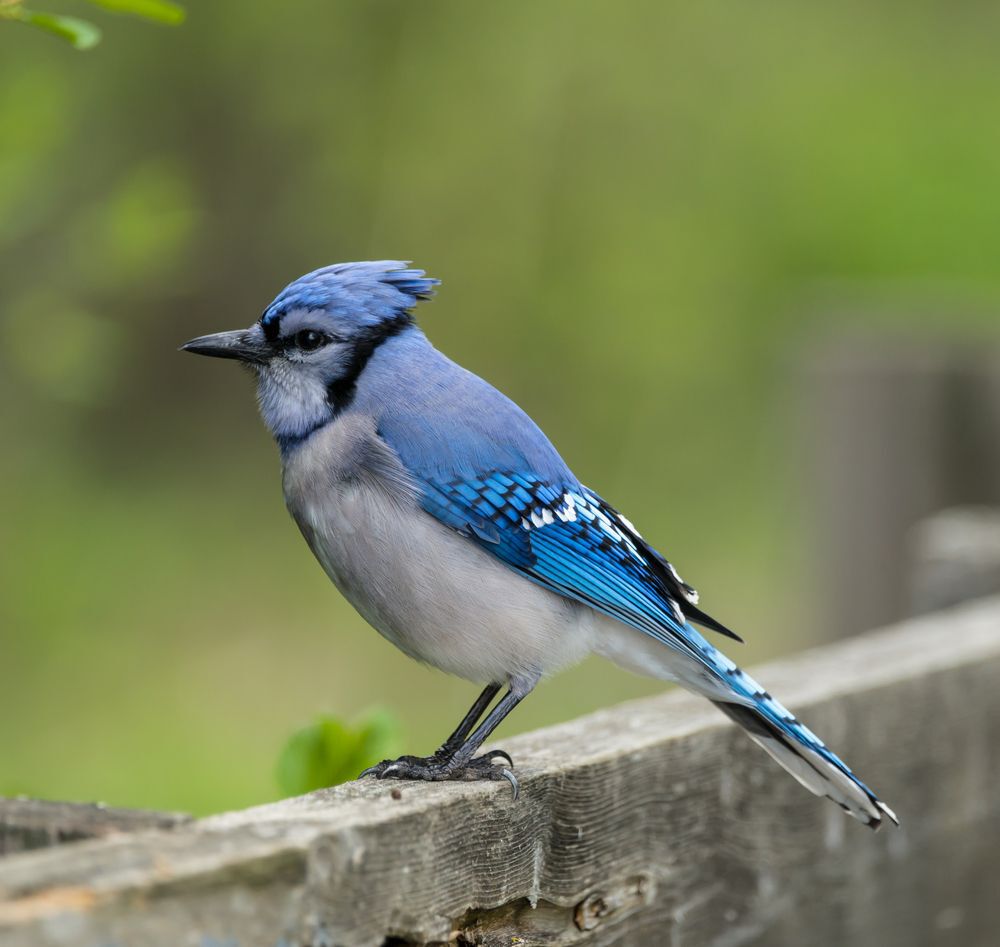 blue jay