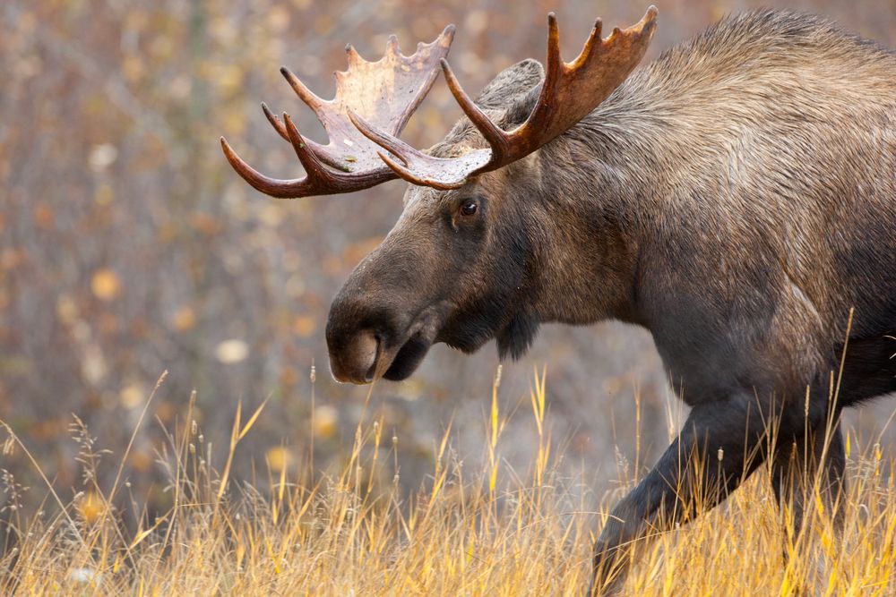moose