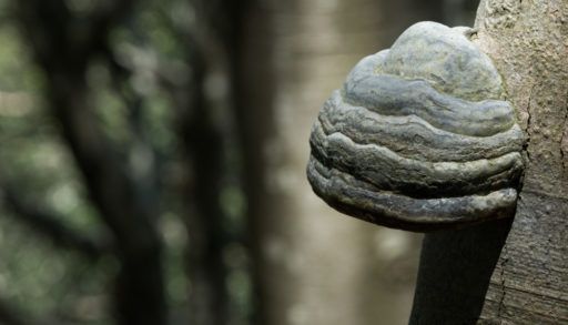 A tinder conk fungus growing on a beech tree