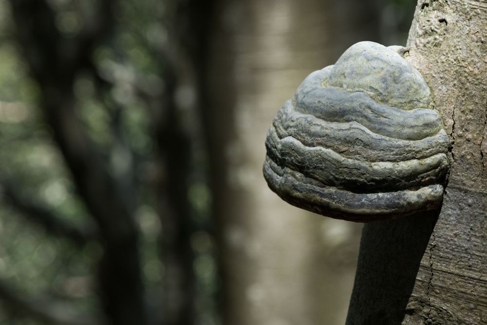 A tinder conk fungus growing on a beech tree