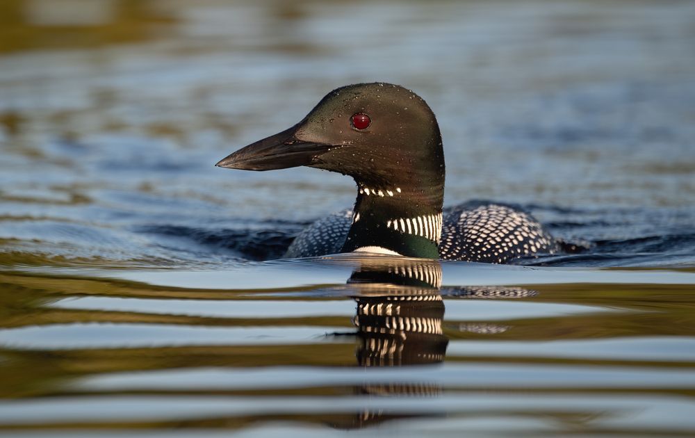 A solo loon on the lake, close-up