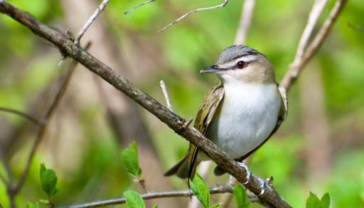 A red-eyed vireo sitting on a tree branch