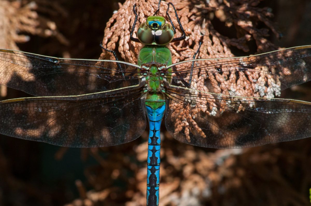 Green darner