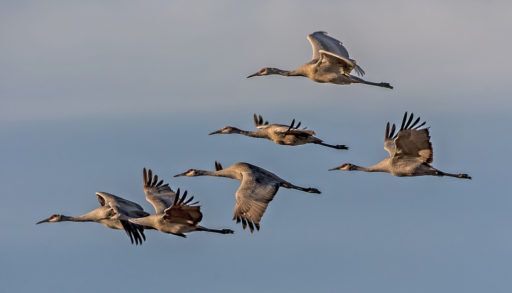 sandhill cranes migrating