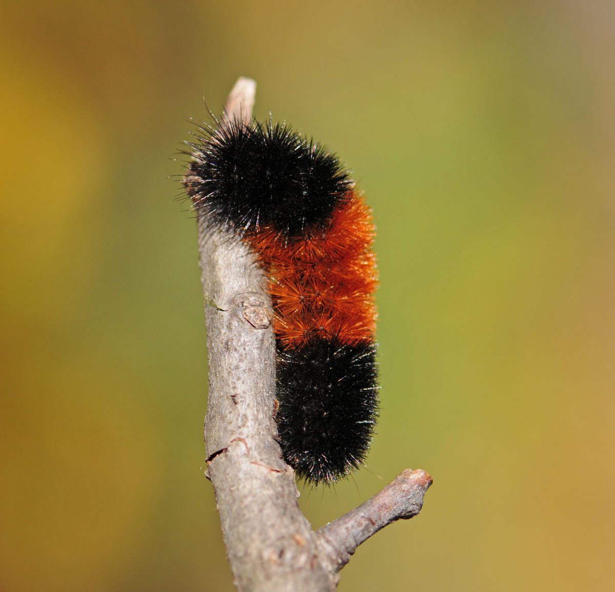 woolly bear caterpillar