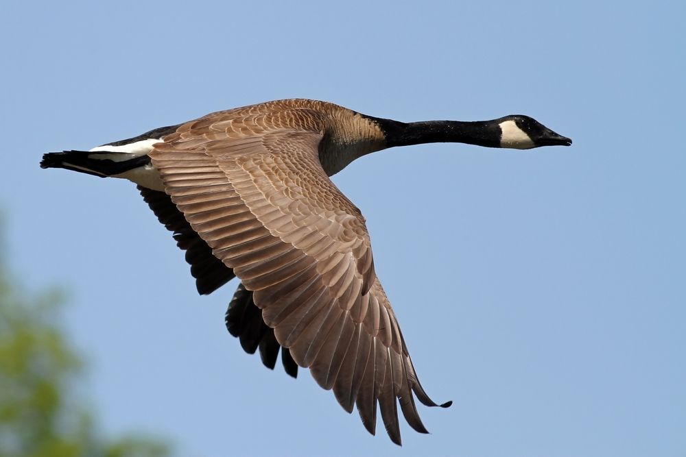 Canada goose