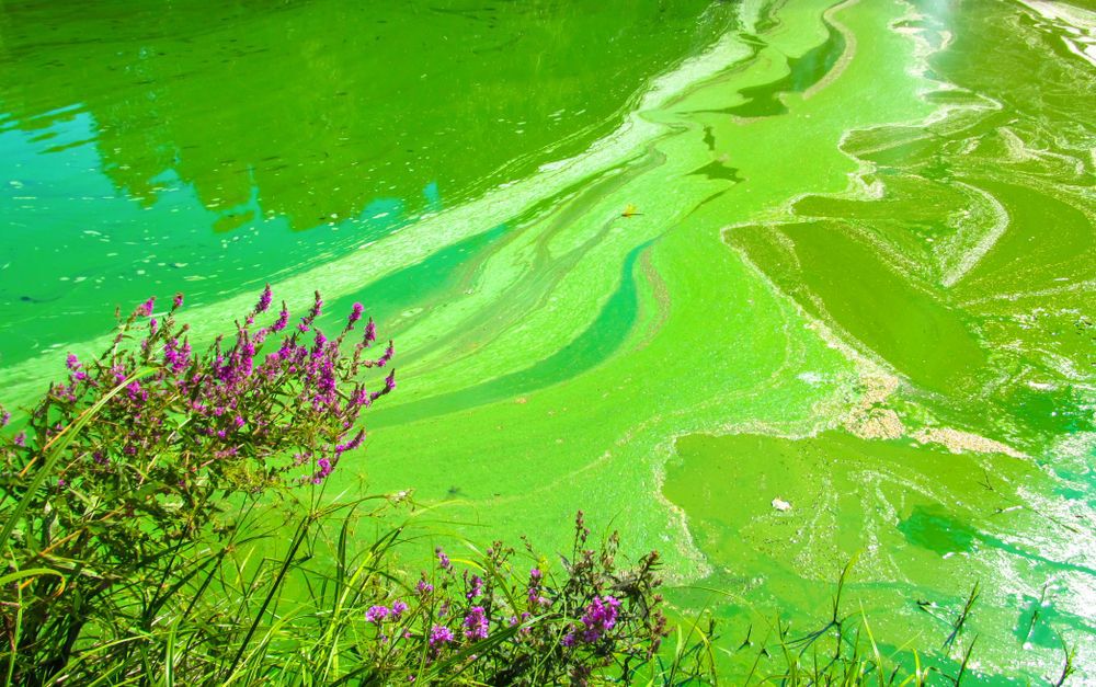 blue-green algae, cyanobacteria by the shore