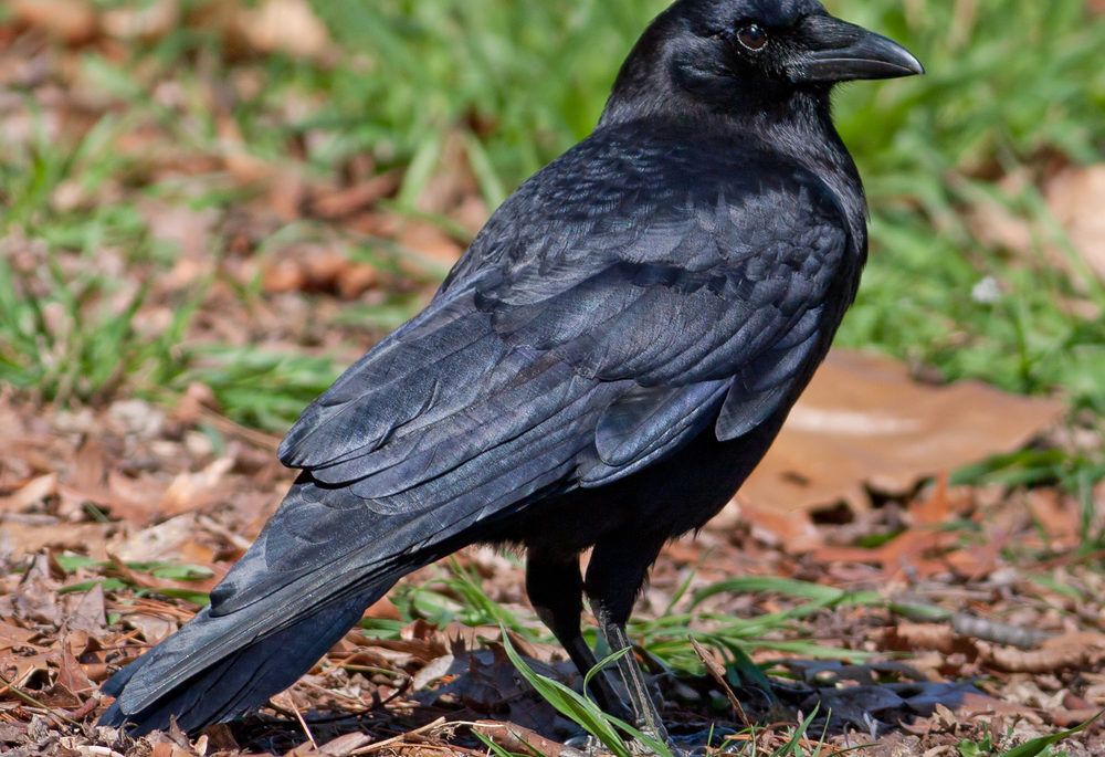 An American crow against a background of grass and leaf litter