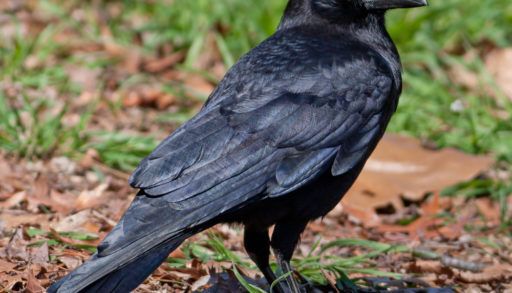 An American crow against a background of grass and leaf litter