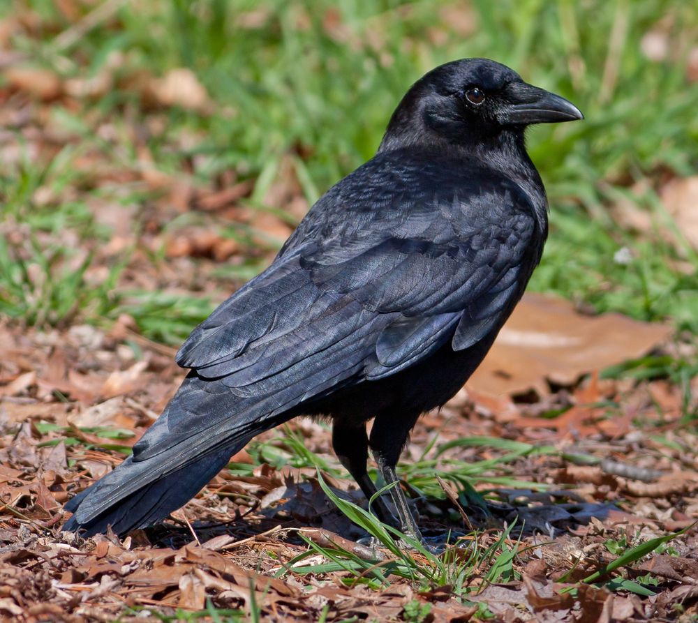 An American crow against a background of grass and leaf litter