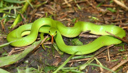 A smooth green snake lying in leaf litter