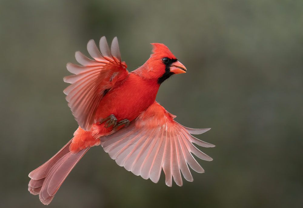 Northern Cardinal coming in for a landing, birds
