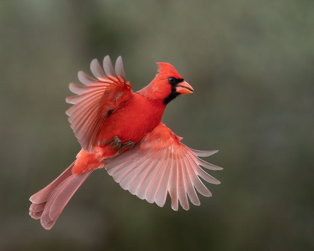 Northern Cardinal coming in for a landing, birds