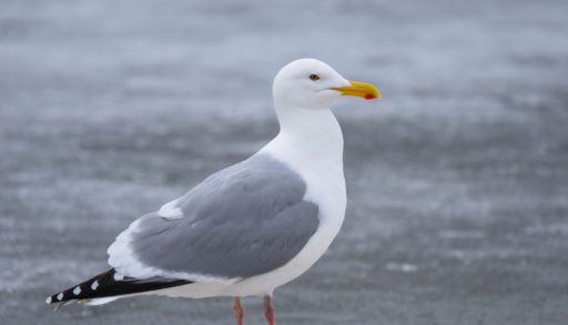 A herring gull perches on a frozen lake
